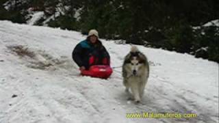 Alaskan Malamute  tirando de un trineo  Sled pulling [upl. by Poore]