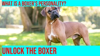 Understanding Boxer Behavior Around Strangers Tips for Positive Interactions [upl. by Dixon]