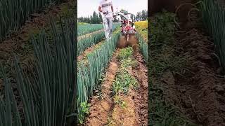 Drainage ditch making process for green onion field [upl. by Jarl]