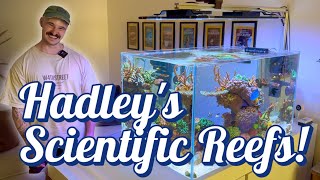 A marine scientist and his reef tanks Hadley from Sydney Reefing [upl. by Imarej538]