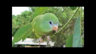 Music For Your Parrotlet Relaxing Calm sounds for your Parrotlet Bird [upl. by Meagan295]