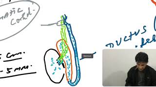 Anatomy of Vas Deferens [upl. by Cl]