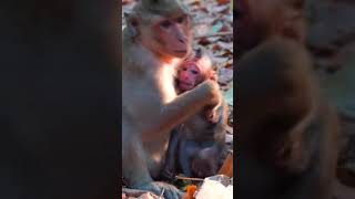 Ep675 Cute Monkeys That Will Melt Your Heart 🐒 [upl. by Essa]