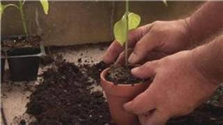 Pepper Plants  How to Repot Pepper Plants [upl. by Airot864]