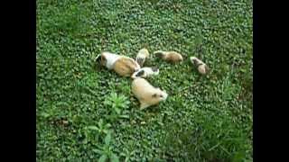 Cobayos Chanchitos de la india y guinea pigs jugando en el jardín [upl. by Akerley]