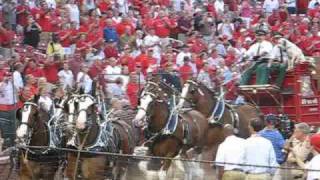 Budweiser Clydesdales Take a Spin Around Busch Stadium 82609 [upl. by Chae82]