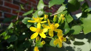 Senecio angulatus Algerian senecio  Fast growing winterflowering vine [upl. by Adlesirhc]