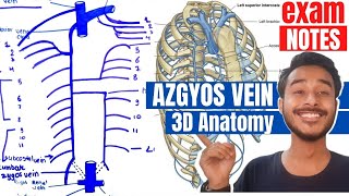 External Carotid Artery Anatomy  external carotid artery branches  external carotid artery course [upl. by Gnilrad209]