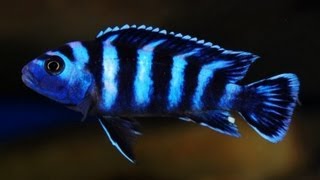 How To Look After Demasoni  Pseudotropheus Demasoni  Dwarf Mbuna [upl. by Leilah376]