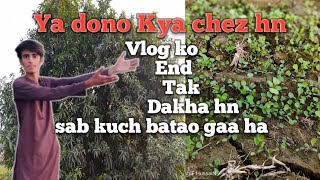 In dono koo be Explain kar deeya Aj [upl. by Mannos]