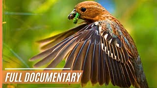 A Journey Through the Magical Wildlife of Chile  Full Documentary [upl. by Gnilrets]