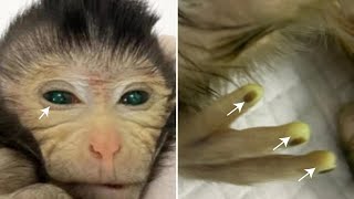 China grows first ever fluorescent green chimera monkey using stem cells [upl. by Hazlip386]