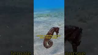 Father seahorse is having babies animals knowledge learn fyp short [upl. by Einhapets]