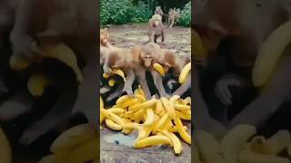 Unbelievable Moments That Prove Monkeys Are Insane [upl. by Akela676]