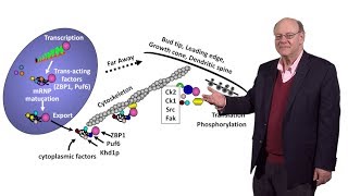 Robert Singer Einstein 3 Imaging Translation and Degradation of Single mRNAs in Living Cells [upl. by Normie]