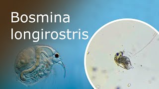 All About Bosmina Longirostris Description Anatomy and Habitat Bosmina Under a Microscope [upl. by Akirdnahs]