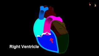 Science  Human Circulatory System  3D animation  English [upl. by Herring]