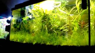 Bolbitis Heudelotii amp Eichhornia Azurea Plants For newly set up Shrimps Tank [upl. by Dhiman]