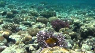 Snorkeling at Sharm el Sheik Ras Um El Sid [upl. by Brunelle833]