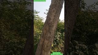 Millingtonia Plant is a Source of Timber  It is an Timber Producing Plant timber wood botany [upl. by Allebara]