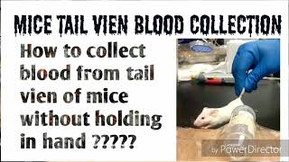 Blood sampling from tail vien of mouse Research Technique [upl. by Bosch178]