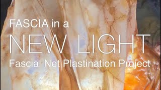 Fascia In a NEW LIGHT Documentary the story of the Fascial Net Plastination Project [upl. by Salter815]