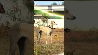 Thoranai 🔥💯 chippiparaihound pets kannidog chippiparaidog doglover [upl. by Cilla]