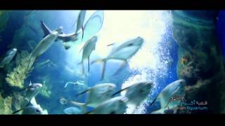 Fakieh Aquarium Documentary [upl. by Anazraf119]