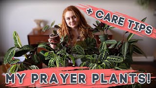 Prayer Plant Care  Collection  Calathea  Maranta  Stromanthe [upl. by Naleag27]