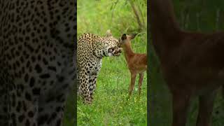 Leopard Carries Prey Up a Tree 🐆  Nature’s Raw Power in Action Wildlife [upl. by Leith]