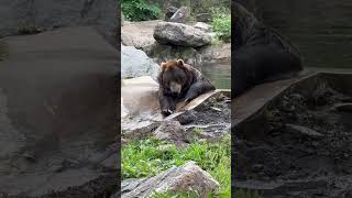 Chilling Bears at Bear Mountain bear bearmountain newyork usa shorts [upl. by Aiclid357]