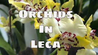 Growing in Leca Pt 4 Grow Orchids In Leca Step by Step Hydroponic How To Grow Phal Cattleya [upl. by Attelra784]