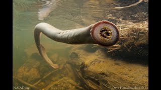 Pacific Lamprey Life Cycle [upl. by Anma333]