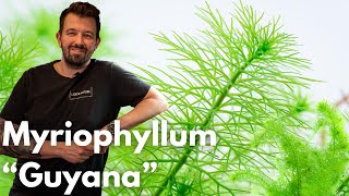 Myriophyllum “Guyana”  Liquid Nature Pflanzenvorstellung [upl. by Enicul]