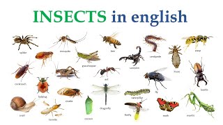 Insects in English  English vocabulary with Picture [upl. by Nacnud]