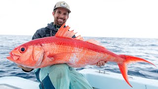 MASSIVE Queen Snappers and a Giant Hammerhead [upl. by Taft725]