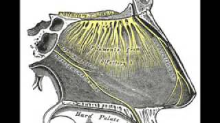 Olfactory Nerve [upl. by Auot626]