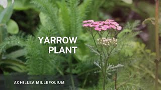 Yarrow  Achillea Millefolium Learn Easy Propagation Tips and Plant Care of this beautiful plant [upl. by Nollat]