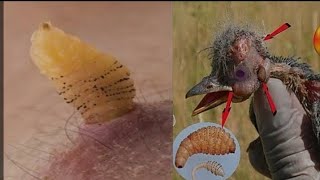 Removing Botfly from poor bird skalam7864 [upl. by Nylorak]