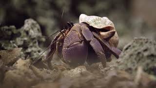 Chumbe Island Reef Claws and Carapaces  Private Island Ecotourism in Zanzibar Tanzania [upl. by Freemon]