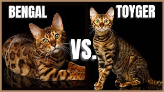 Bengal Cat VS Toyger Cat [upl. by Eilak993]