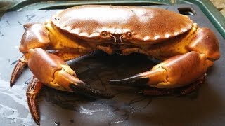 How To Dispatch Cook And Dress A Fresh Crab [upl. by Caitrin]