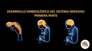 DESARROLLO DEL SISTEMA NERVIOSO I [upl. by Ferdie]