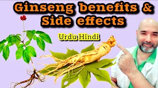 Ginseng root benefits and side effectsUrdu ‘Hindi [upl. by Imaj]