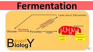 Glycolysis and Fermentation updated [upl. by Stempien]