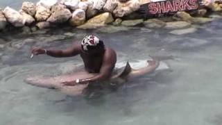 Our vacation to Jamaica  Dolphin Cove shark pool [upl. by Ahsinrat674]