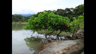 Playa Tortuga  Province de Puntarenas  Costa Rica [upl. by Ellinej]