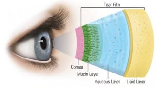 MEIBOMIAN GLAND 1928 [upl. by Eirolav]