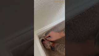 How to Cut a Carpet Without Fraying It Easy DIY Carpet Cutting  interiodesigning homedecor [upl. by Nosdrahcir54]