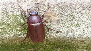 June BugPhyllophaga sp [upl. by Goeger]